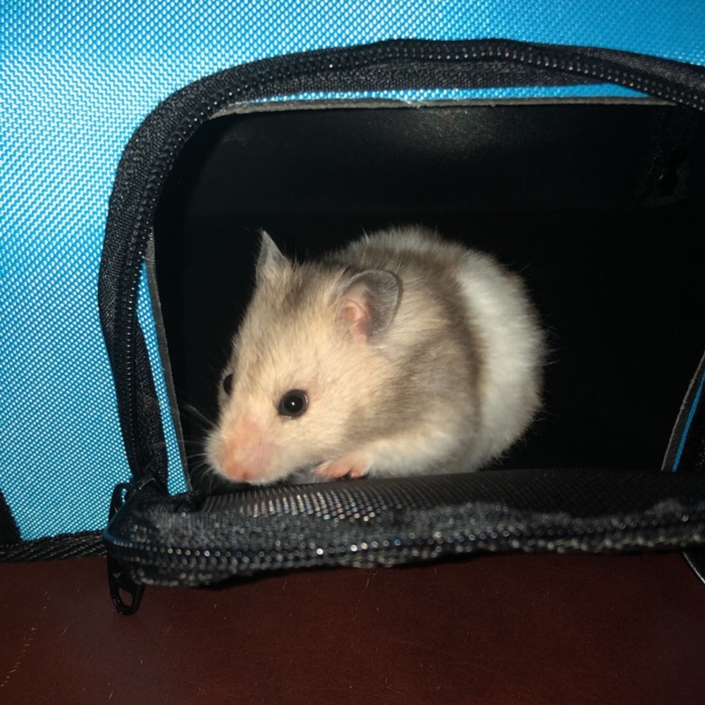 Meet your Posher, Nicole